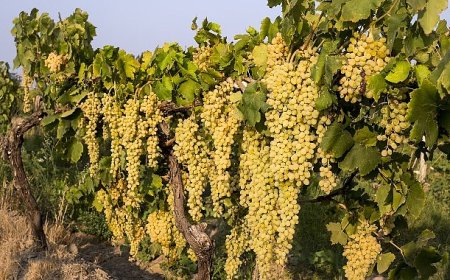 Sultani çekirdeksiz taze üzümün ihracat yolculuğu 4 Ağustos’ta başlıyor