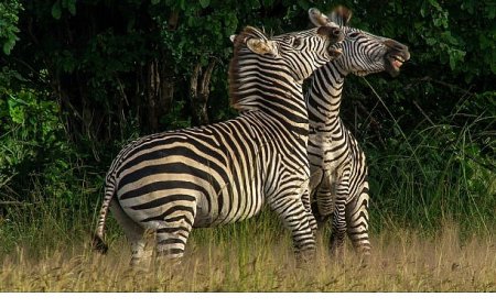 ‘Nehirde Yaşam Mücadelesi’ 2 Ağustos Cumartesi 20.00’de National Geographic WILD Ekranlarında İzleyicilerle Buluşuyor!