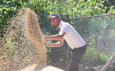 Korkuteli Yeşiloba Yaylası’nda buğday hasadı başladı