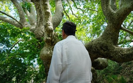 Plant Era: Ela Excellence Resort Belek ile doğa ile bütünleşin