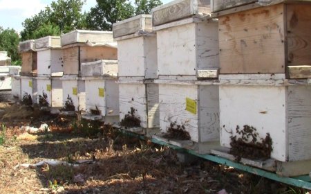 Edirne Keşan’da arıcılar zor günler geçiriyor