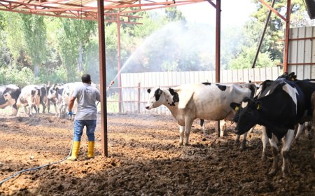 Manisa Sarıgöl’de Akabane hastalığına karşı ilaçlama