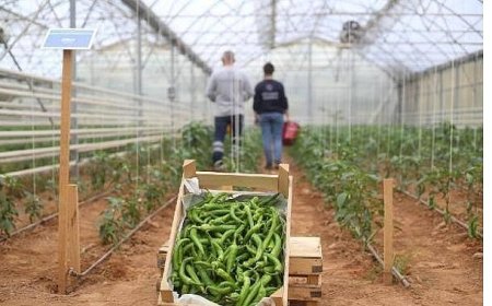 Başkan Çerçioğlu’nun Tarıma ve Üreticilere Destekleri Sürüyor
