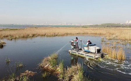 Esenyurt’ta Kemirgen Sorununa Karşı İBB’den Hızlı Müdahale