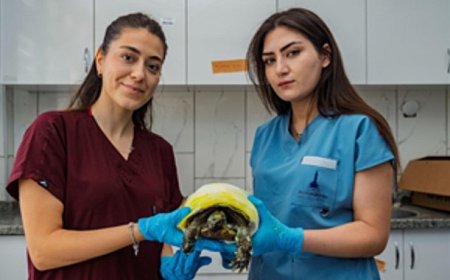 İzmir’de yangından kurtarılan kaplumbağanın tedavisi sürüyor