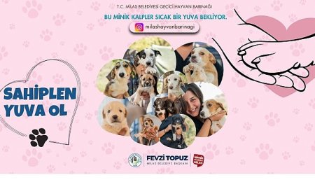 Sevimli Dostlarımız Sıcak Yuvalarını Bekliyor