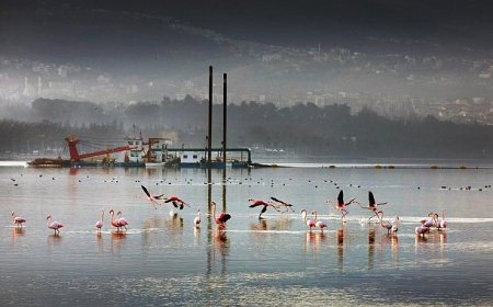 170 hektar alan dip çamurundan arındırıldı