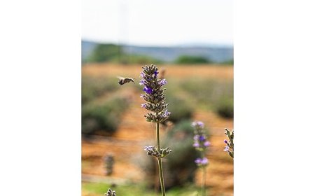Milas Belediyesi Lavanta Hasadı Gerçekleştirdi