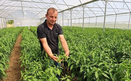 Modern seralarda hasat bereketi