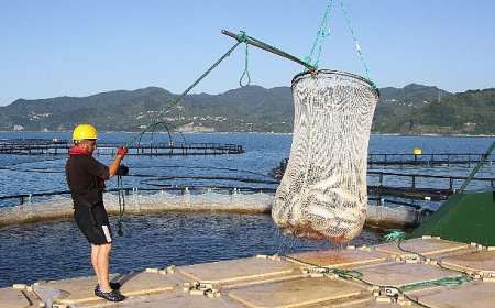 Türk somonunda hedef ihracatı 1 milyar doların üzerine taşımak