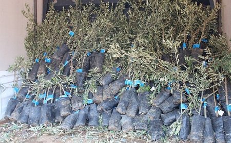 19 ilçede 2 bin üreticiye 40 bin zeytin fidanı dağıtılacak