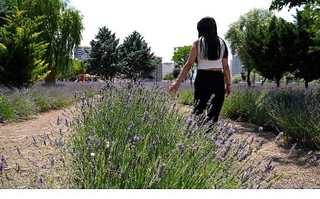 Keçiören Lavanta ve Gül Bahçesi Ziyaretçileri Mest Ediyor