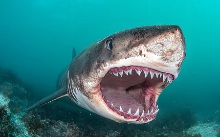 ‘Kusursuz Yırtıcı’, 20 Temmuz Pazar 20.00’de National Geographic WILD Ekranlarında!