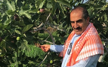 Cennet meyvesi incirler oldu ihracat yolculuğu başladı