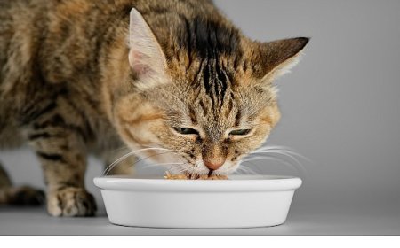 Veteriner Hekimlerden Yaz Alarmı: Kedi ve Köpekleriniz İçin Hemen Uygulayabileceğiniz 7 Öneri