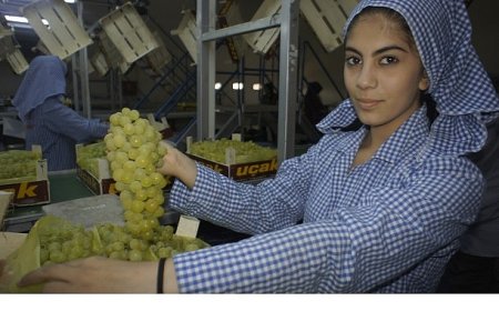 Superior Seedless çeşidi sofralık üzümün ihracat yolculuğu 16 Temmuz’da başladı