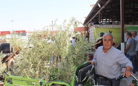 Büyükşehir’den 19 ilçeye 40 bin zeytin fidanı desteği