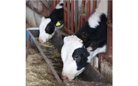 Büyükşehir’den kırsaldaki besicilere veterinerlik hizmeti