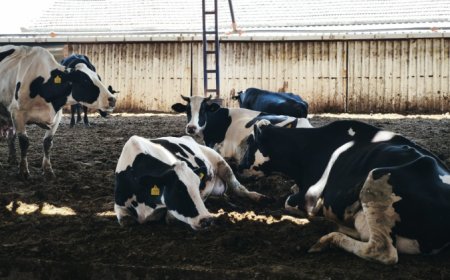 İpsalalı CHP’li Meclis Üyeleri: Süt fiyatları acilen güncellenmeli