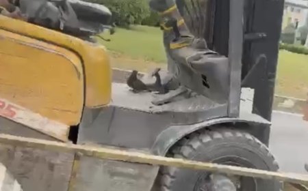 Düzce’de forkliftte seyahat eden kuş gülümsetti