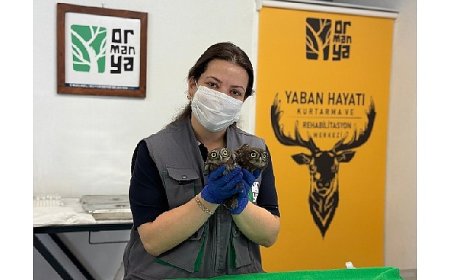 İtfaiyeden baykuş operasyonu