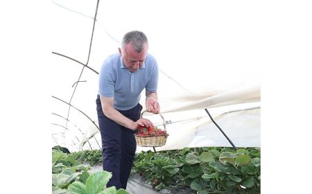Başkan Büyükakın çilek hasadına katıldı