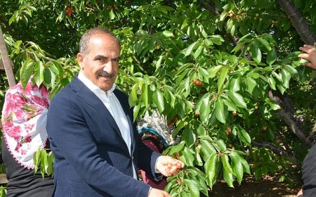 Uçak; “Don kirazı, kiraz ihracatı vurdu”