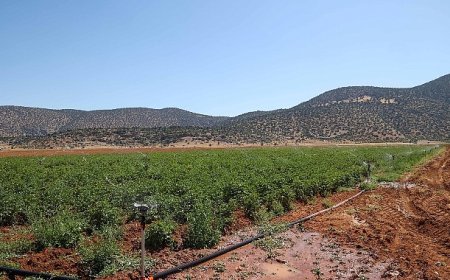 Beğiş’te tarım arıtma suyuyla yeşerdi