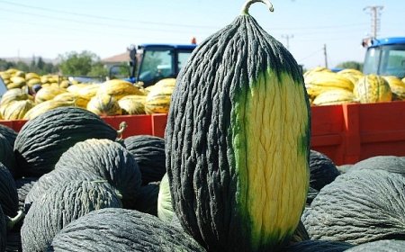 Ata Tohumu Toprakla Buluştu, Geleceğe Umut Yeşertti