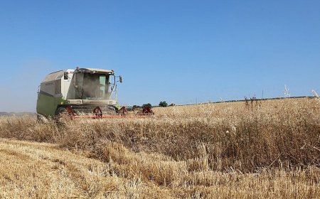 Nilüfer’de buğday hasadı başladı