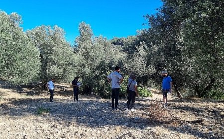 Zeytinin Ulaşım Yolları Araştırılıyor