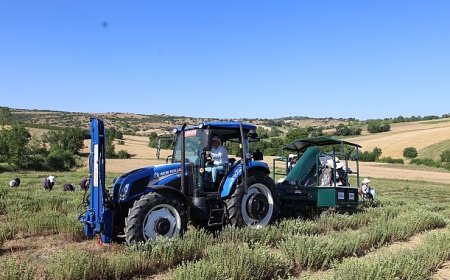 Kocaeli’de kekik hasadı başladı