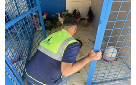 İzmir’deki yangından kurtarılan tavuklarına kavuştu