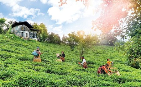 Doğuş Çay Yılda 2 Milyon Ton Tarım Ürününü Ekonomiye Kazandırıyor