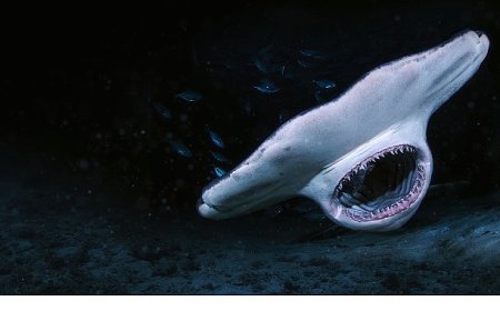 3 Bölümden Oluşan Seri ‘Köpekbalığı Saldırınca Özel’, 6 Temmuz Pazar 21.00’de National Geographic WILD Ekranlarında Başlıyor!