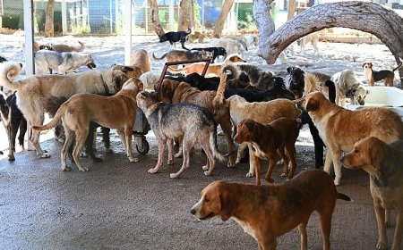Kemer Belediyesi “Can dostlarının yanında”