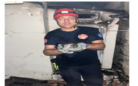 Büyükşehir yangın bölgelerindeki tüm canlıların yardımına koştu