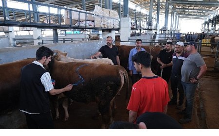 Hayvan Pazarları İkinci Bir Emre Kadar Kapatıldı