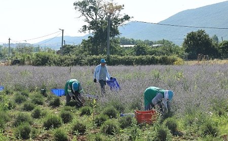 Nilüfer’de lavanta hasadı başladı