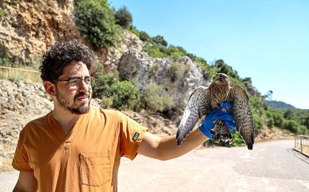 Yetişkinliğe erişen kerkenez yavruları doğal ortamlarına bırakıldı