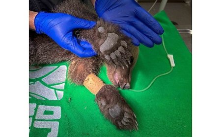 Yavru ayı Ormanya’da tedavi altında