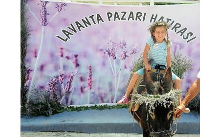 Mis Gibi Şenlik: Seferihisar’da Lavanta Büyüsü Başlıyor