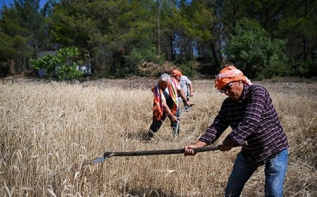 5 tonluk buğday yerel üreticiye nefes olacak