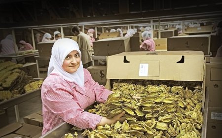 Tütün sektörü 7 yıl sonra ihracatta 1 milyar dolar sınırını aştı