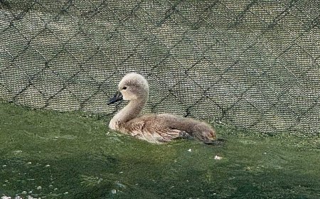Başkent’in simgesi Kuğulu Park ‘parladı