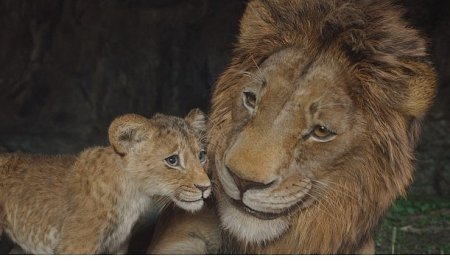 Oscar Ödüllü Barry Jenkins’in Yönetmen Koltuğunda Oturduğu Gişe Rekortmeni ‘Mufasa: Aslan Kral’, Beyazperdenin Ardından İlk Kez ve Sadece 9 Temmuz’dan İtibaren Disney+’ta!