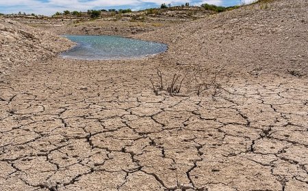 TEMA Vakfı: Toprağı İyileştirmek, Doğayı ve Geleceği Korumaktır