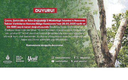 Beşiktaş’taki kanserli ağaçlara budama