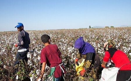 12 Haziran Dünya Çocuk İşçiliği ile Mücadele Günü: Türkiye’de mevsimlik tarımın yükü çocukların omzunda