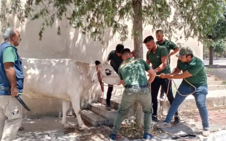 Gaziantep Doğal Yaşam Parkı 90 bin ziyaretçi ağırladı